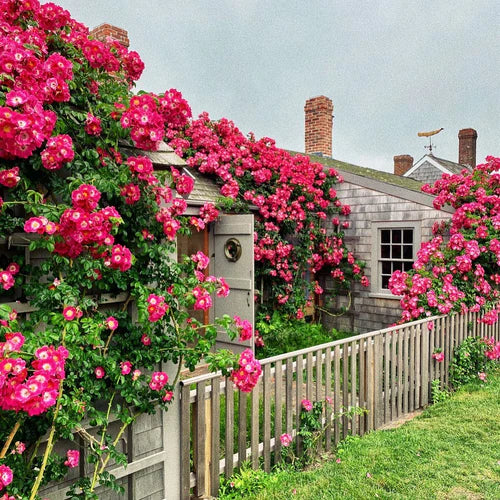 A Nantucket Summer: A Few of Our Favorite Things | Res Ipsa